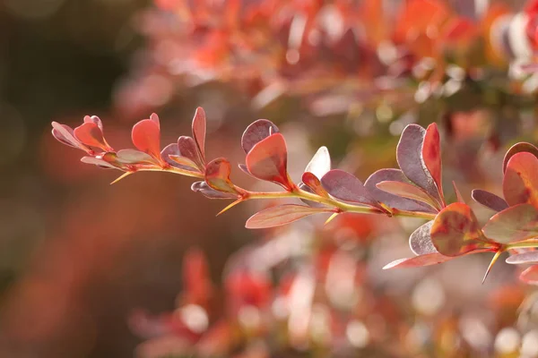 Bahçedeki güzel kırmızı çiçekler
