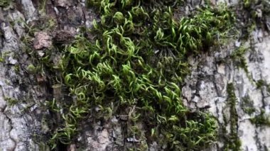 Ağaçta yeşil yosun