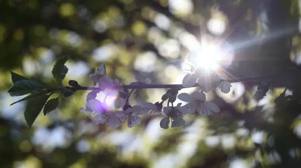 Güneşli bir günde kiraz çiçeği