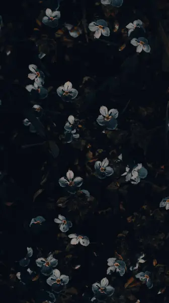 Koyu çimlerde mavi çiçekler. Retro fotoğraf