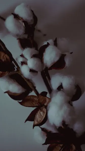 Klasik pamuklu yumuşak bitki fotoğrafı. Dikey pamuk