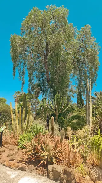 Parkta farklı kaktüsler ve sulular var.