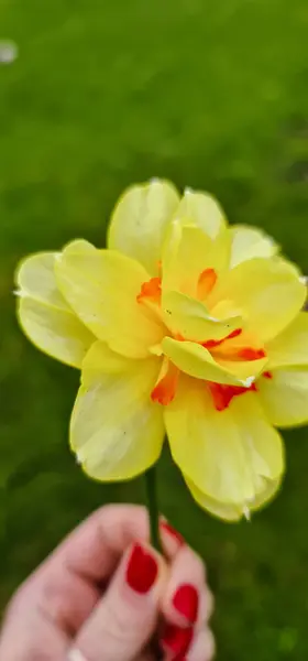 Sarı lale elinde kırmızı çivilerle