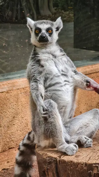 Sakin lemur ağaçta oturuyor..