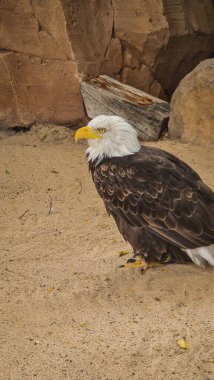 İnanılmaz kartal yerde oturuyor.