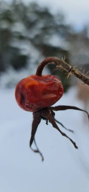 Bahçede donmuş kırmızı dut