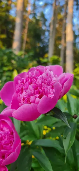 Koyu gül şakayıklı dikey fotoğrafçılığı kapat