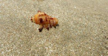 Kumsalda portakal kabuğu. Sri Lanka
