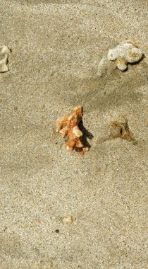 Sahilde farklı mercanlar