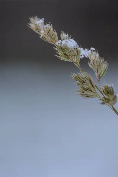 Tepesinde kar olan tek bitki.