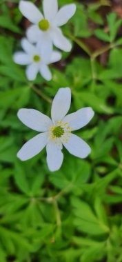 Ormanda yeşil yapraklı ince beyaz çiçek