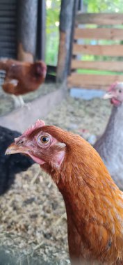 Kırmızı tavuk Bahçe