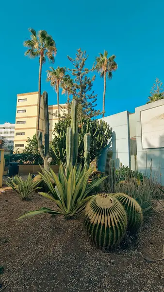 Sokakta avuç içi ve kaktüsler