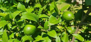 limon meyve ile ıhlamur ağacı