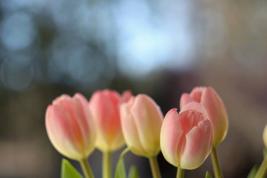Rose tulips in glass vase on the window
