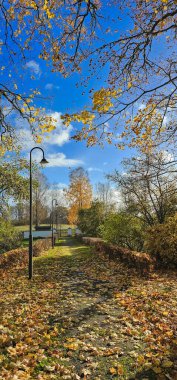 Autumn vertical photography with yellow leafs