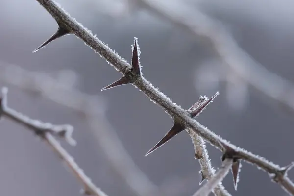Close up view of sharp plant in frozen ice
