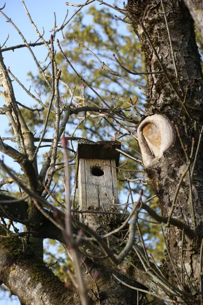Ağaçtaki kuş ahşap ev.