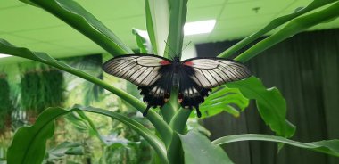 Beyaz ve siyah kelebeğin makro fotoğrafları