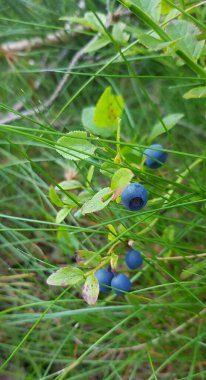 Vahşi ormandaki yabanmersini bitkisi