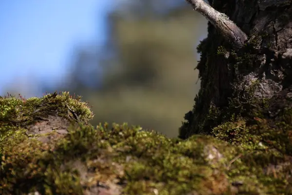 Ağaçta möö 'ler var.