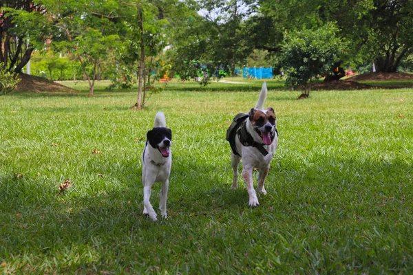 两只在公园里散步的狗 — 图库照片