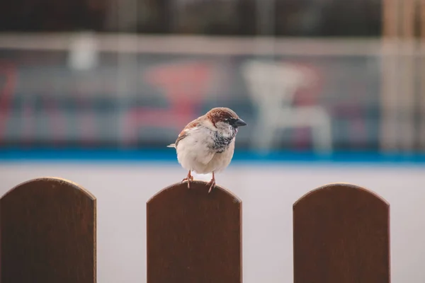 Птах Коричневому Паркані — стокове фото