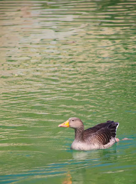 Canard Nageant Dans Lac Barcelone — Photo