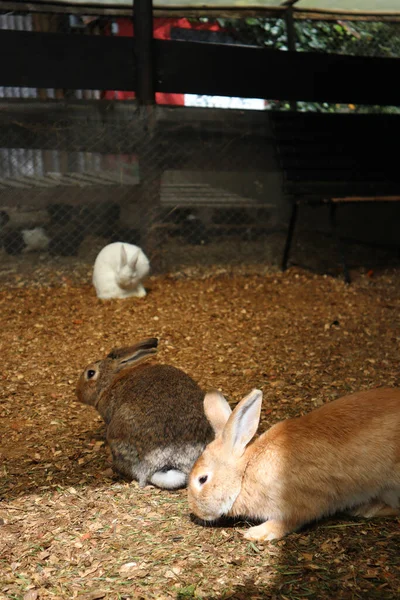 2 rabbits in the foreground and a white rabbit in the background