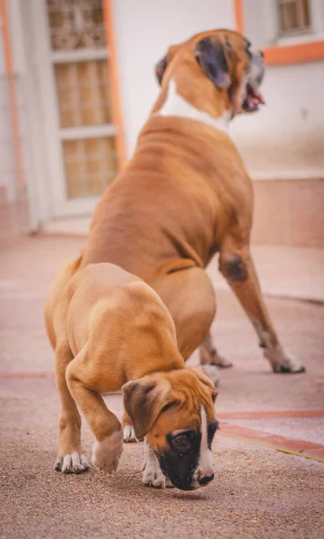 Boxer Cani Padre Figlio Insieme — Foto Stock