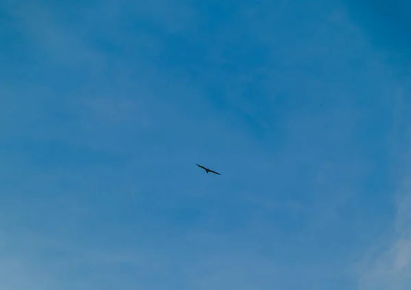 Błękitne Niebo Latający Ptak — Zdjęcie stockowe