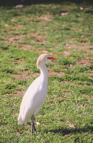 Pasăre Albă Cioc Portocaliu Într Parc — Fotografie, imagine de stoc