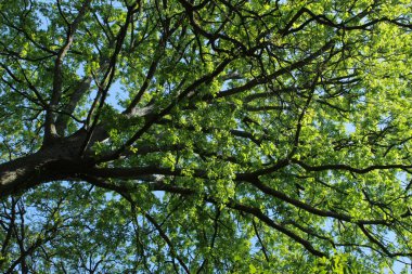 Ağaçların kalın dalları yayılıyor. 