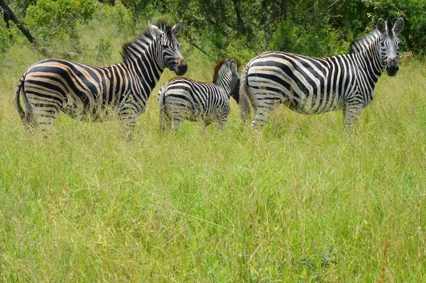 Ein Eifer Der Zebras — Stockfoto
