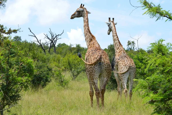 Два Жирафа Дикой Природе — стоковое фото