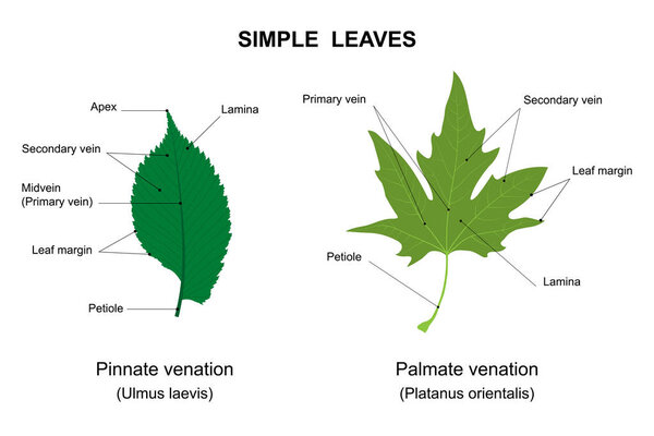 Simple leaves examples with names. Labelled diagram. Simple leaf with pinnate venation (Ulmus laevis). Simple leaf with palmate venation (Platanus orientalis).