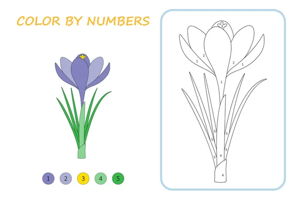 Boyama sayfası. Rakamlara göre renk. Crocus, bahar çiçeği..