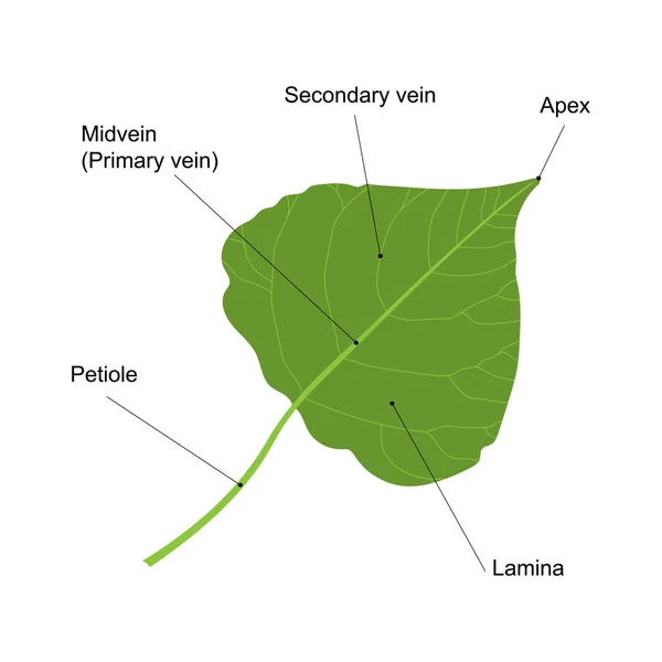 Basit bir yaprak. Yaprak parçaları. Beyaz arkaplanda izole edilmiş kavak yaprağı.