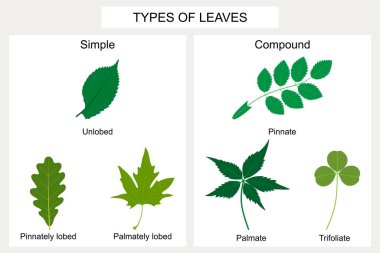 Yaprak tipleri. Çürümüş yapraklar (Karaağaç), ince ve kalın yapraklar (Platanus). Bileşik yapraklar: pinyatür (Gül), palmat (Parthenocissus quinquefolia), trifoliate (Clover).