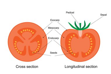 Domates meyvesinin diyagramı. Çapraz ve boylamsal bölüm.