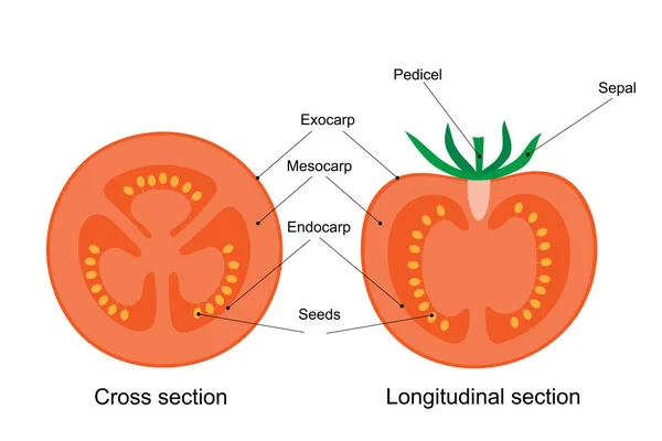 Diagrama Fruta Del Tomate Sección Transversal Longitudinal — Archivo Imágenes Vectoriales