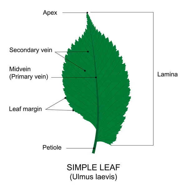 stock image Simple leaf example. Labelled diagram. Simple leaf with pinnate venation. Elm leave with doubly serrate margin, asymmetric at the base. Unlobed simple leaf.