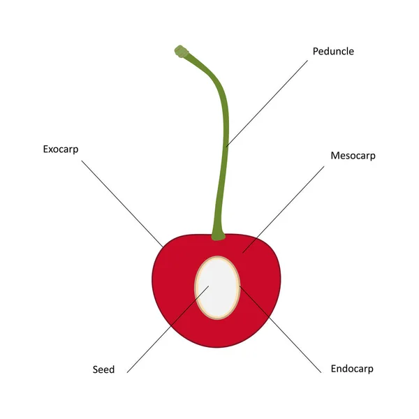 Drupe meyve diyagramı. Kiraz reçetesi.