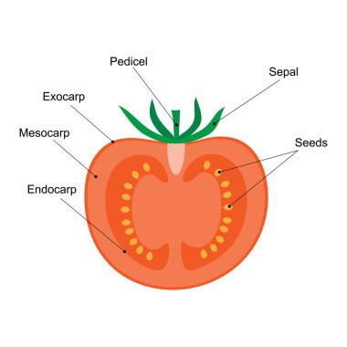 Meyve bir çilektir, diyagram. Domatesin boylam kesimi. Etli meyve.