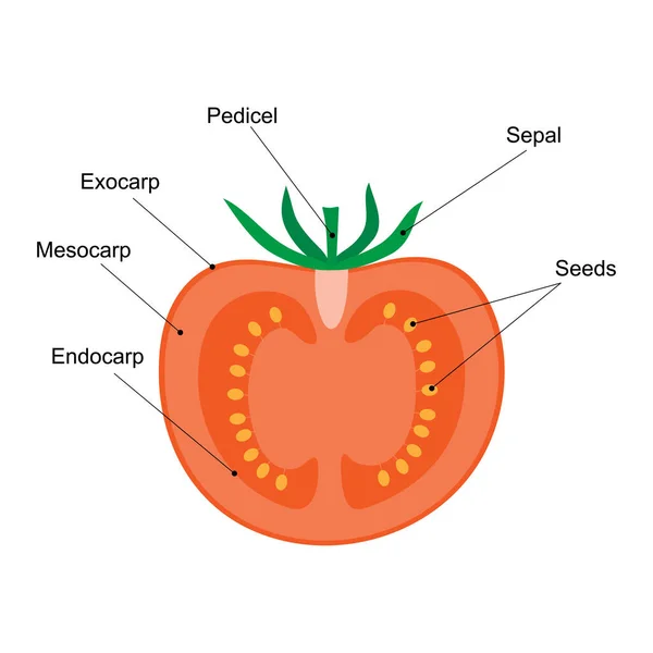 Fruta Una Baya Diagrama Sección Longitudinal Tomate Fruta Carnosa — Archivo Imágenes Vectoriales