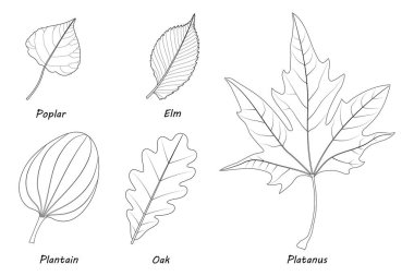 Basit yaprak örnekleri. Poplar (Populus), elm (Ulmus laevis), plantain (Plantago major), meşe (Quercus robur), Platanus orientalis. Siyah beyaz illüstrasyon.