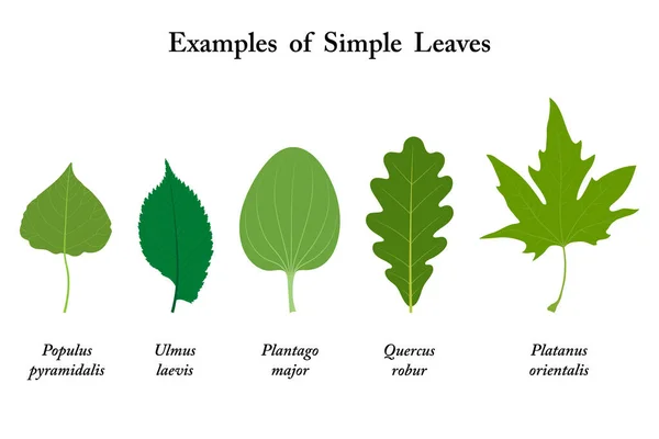 Ejemplos Hojas Simples Populus Ulmus Laevis Plantago Major Quercus Robur — Foto de Stock