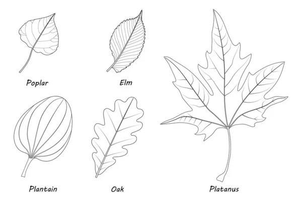 Παραδείγματα Απλών Φύλλων Poplar Populus Φτελιά Ulmus Laevis Plantain Plantago — Φωτογραφία Αρχείου