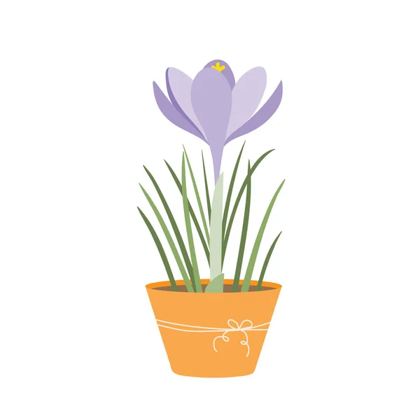 Saksıda Crocus. Güzel bahar çiçeği. Vektör illüstrasyonu.