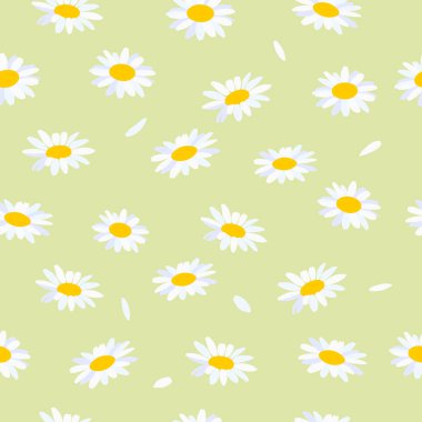 Kusursuz bir arka plan ve papatyalar. Hafif arkaplanda papatya çiçekleri.